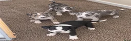 Italian Greyhound dogs for sale: Italian greyhound x whippet - Advert 9