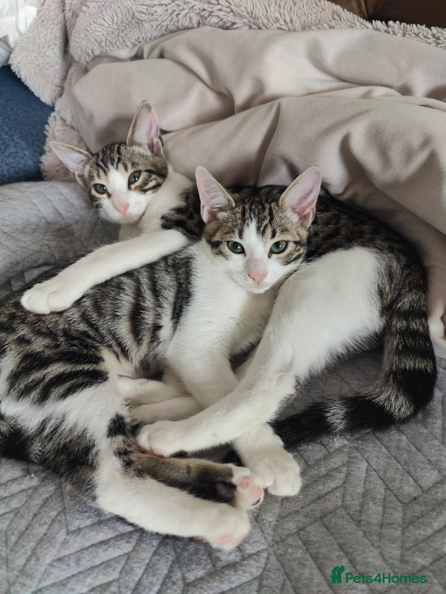 Mixed Breed cats  Nice litter of four Bengal mix.2 available - Advert 4
