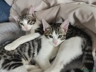 Mixed Breed cats Nice litter of four Bengal mix.2 available - Advert 4