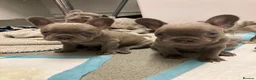 French Bulldog dogs for sale: Frenchie puppy's  in Epsom - Advert 24