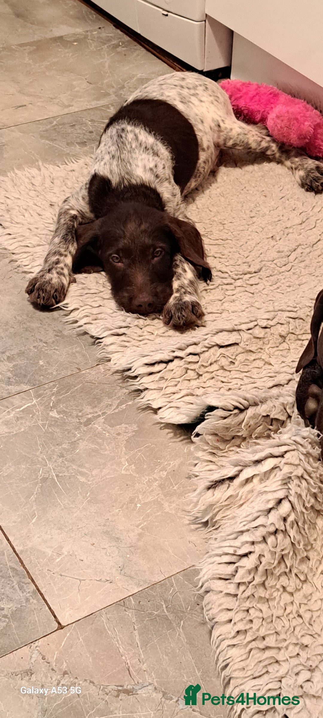 Mixed Breed dogs for sale: Poodle/pointer pups in Cumnock - Image 14