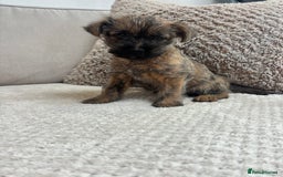 Cairn Terrier dogs for sale: Cairn terrier puppies  - Image 4