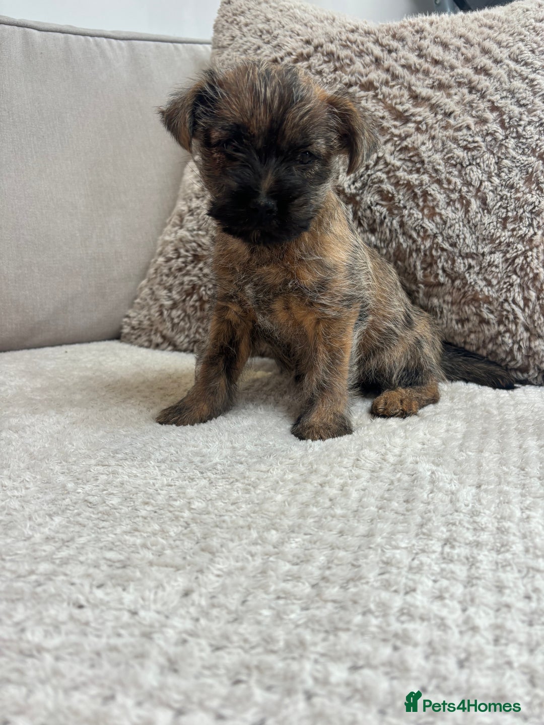 Cairn Terrier dogs for sale: Cairn terrier puppies  - Image 4