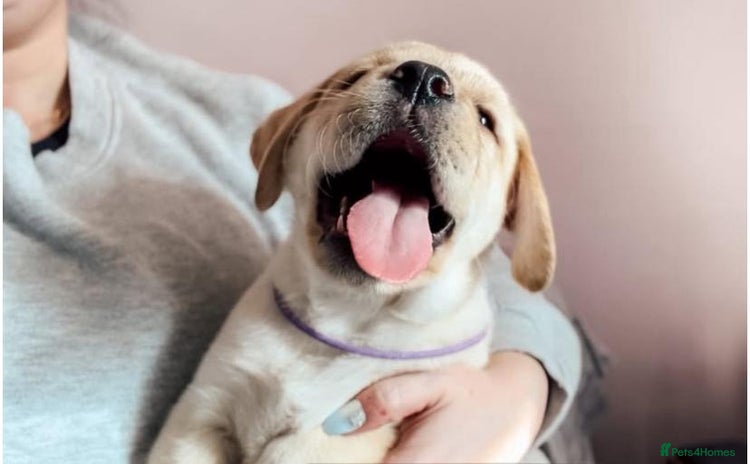 Labrador Retriever dogs - Advert 1