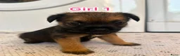 Border Terrier dogs for sale: Border terrier puppy’s  - Advert 12