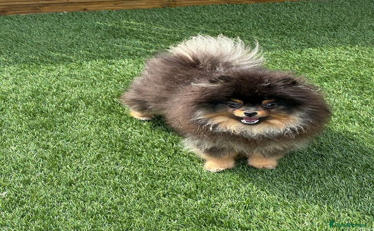 Pomeranian dogs - Advert 15