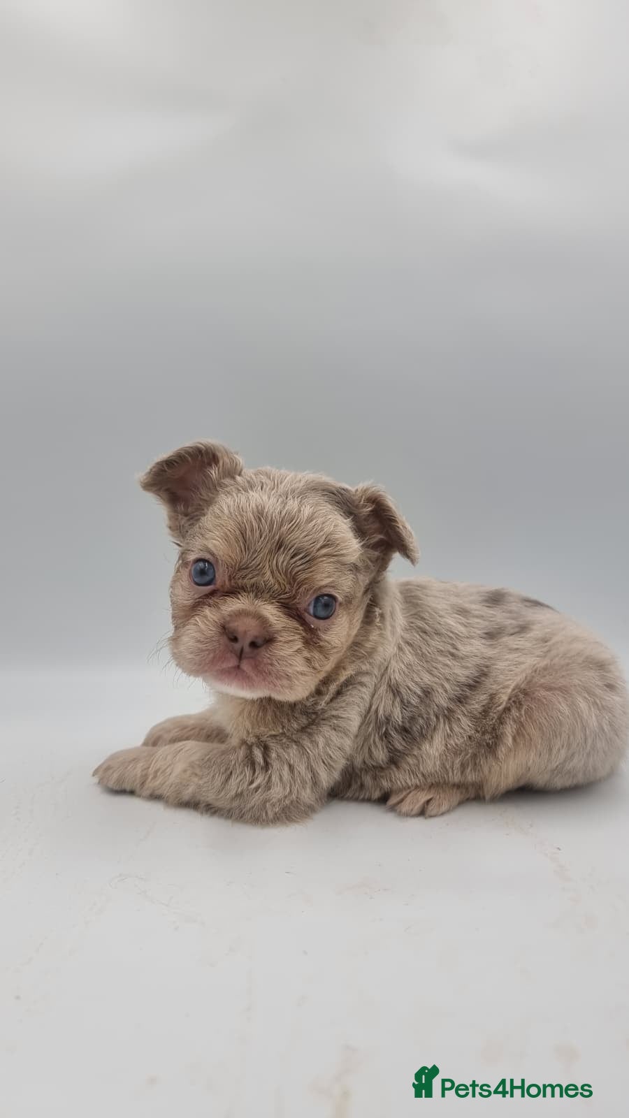 French Bulldog dogs KC REG FLUFFY NEWSHADE FRENCHBULLDOG PUPPIES  - Advert 1