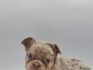 French Bulldog dogs KC REG FLUFFY NEWSHADE FRENCHBULLDOG PUPPIES - Advert 1