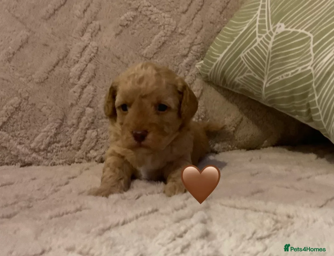 Jackapoo dogs for sale: Jackapoo Puppies - Advert 6