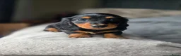 Miniature Dachshund dogs for sale: ❤️KC registered miniature dachshund puppies❤️ - Advert 5