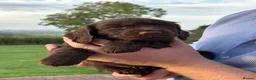 Sprocker dogs for sale: Sprocker Puppies - 4th generation.  - Advert 9