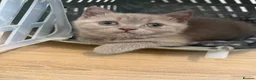 British Shorthair cats for sale: Lilac British Shorthair Girl - Advert 3