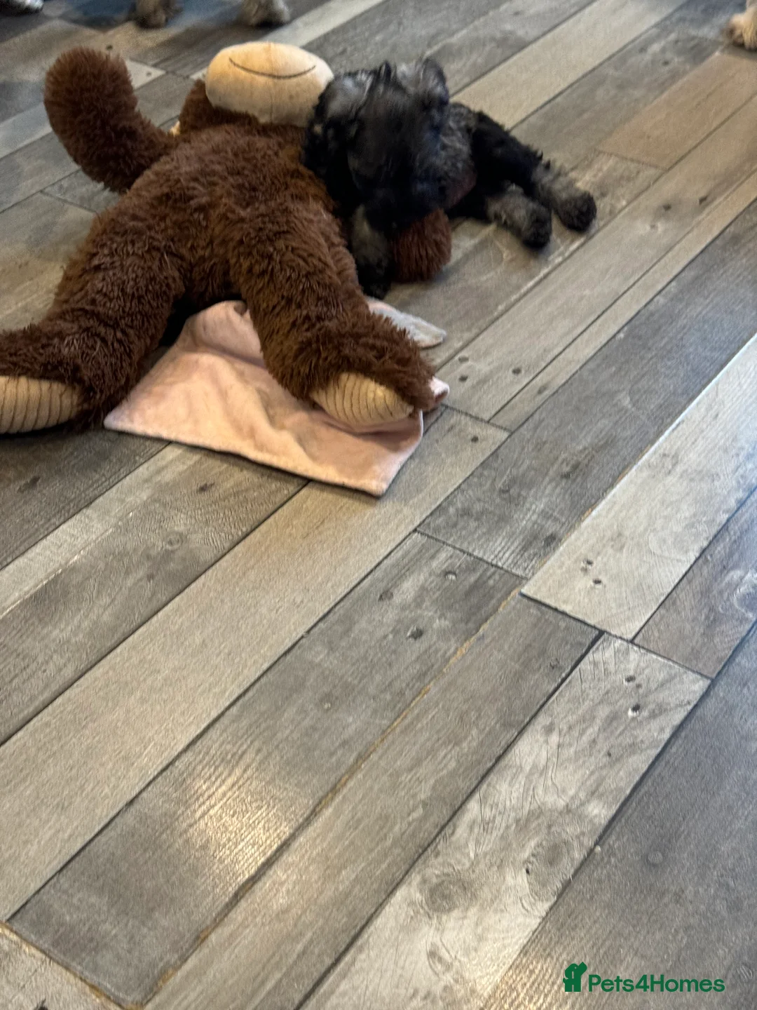 Miniature Schnauzer dogs for sale: One female miniature schnauzer remaining  - Advert 5