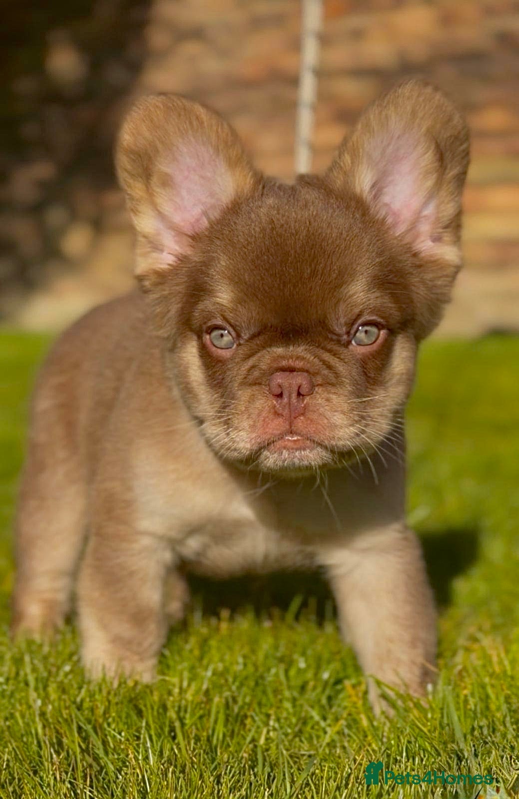 French Bulldog dogs Fluffy Frenchies - Advert 8