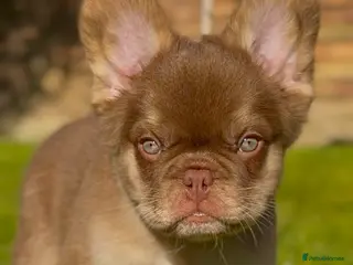French Bulldog dogs Fluffy Frenchies - Advert 8