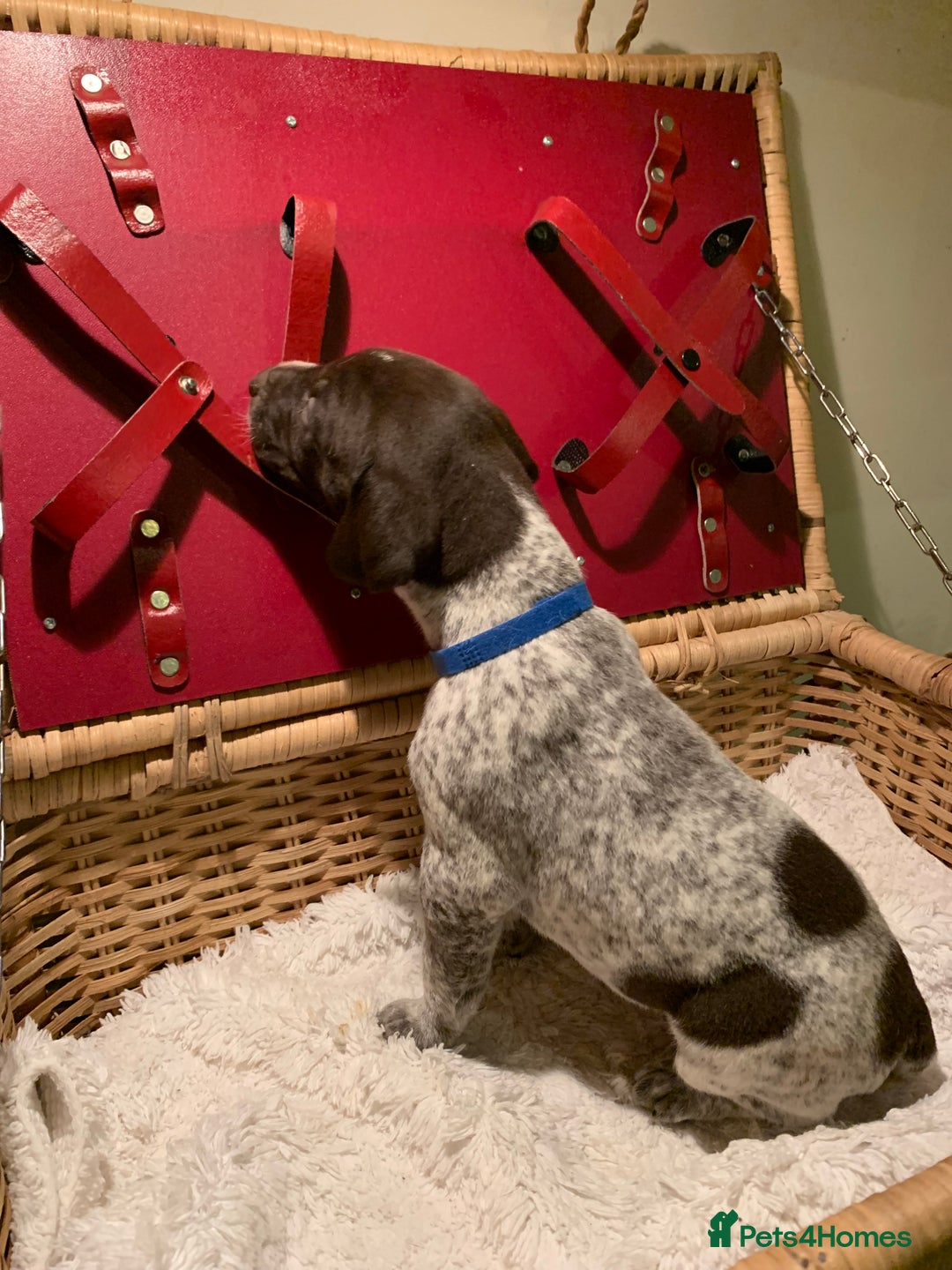 German Shorthaired Pointer dogs for sale: ⭐ 6 adorable German shorthaired pointer puppies ⭐️ - Advert 14