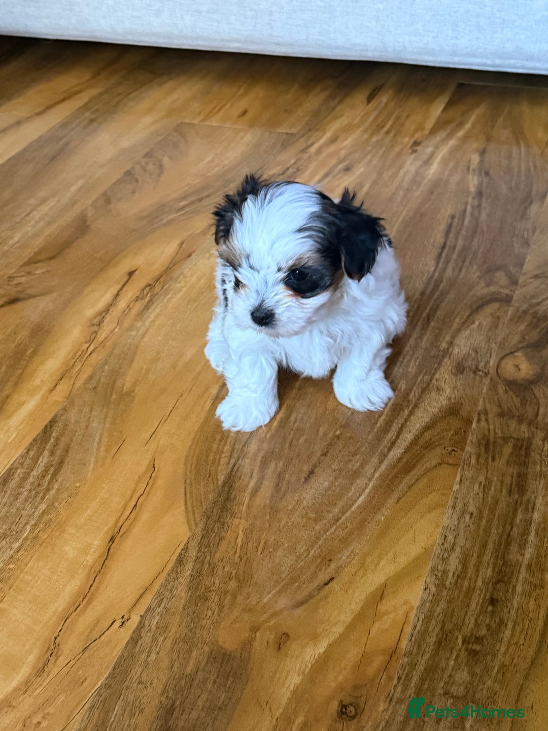 Biewer Terrier dogs for sale: 1 Beautiful Boy Available!!! - Advert 18