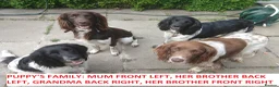 English Springer Spaniel dogs for sale: STUNNING SPRINGER SPANIEL PUPPIES - Advert 4