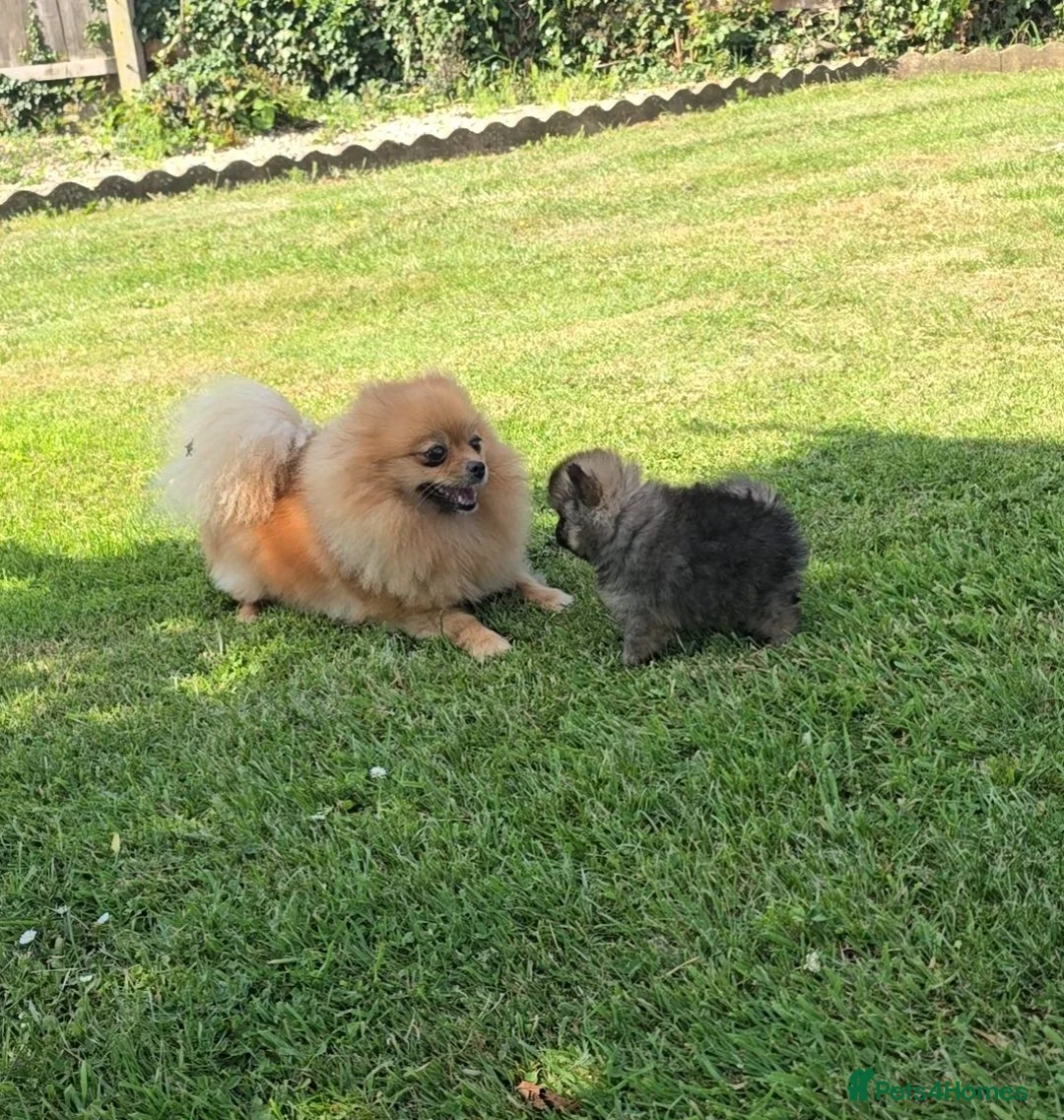 Pomeranian dogs for sale: *Beautiful male Pedigree pup* - Advert 8
