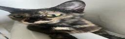 Mixed Breed cats for sale: X2 Ginger males age 14 weeks today - Advert 2