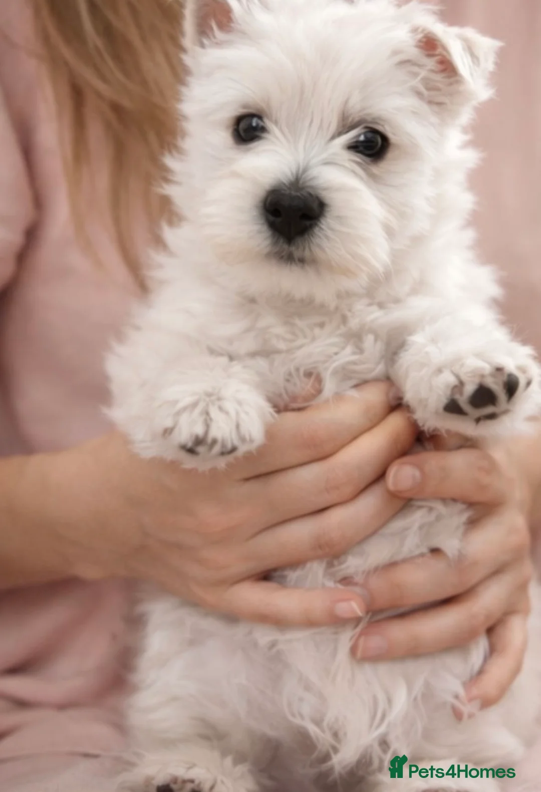 West Highland Terrier dogs for sale: Stunning Pure Pedigree West Highland Terrier  - Advert 4