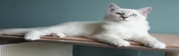 Ragdoll cats for sale: GCCF Registered Ragdoll kittens- 2 neutered boys - Advert 29