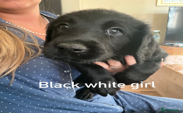 Labrador Retriever dogs - Advert 1