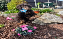 Miniature Poodle dogs for stud: KC TOY CHOCOLATE PHANTOM POODLE in Willenhall - Image 17