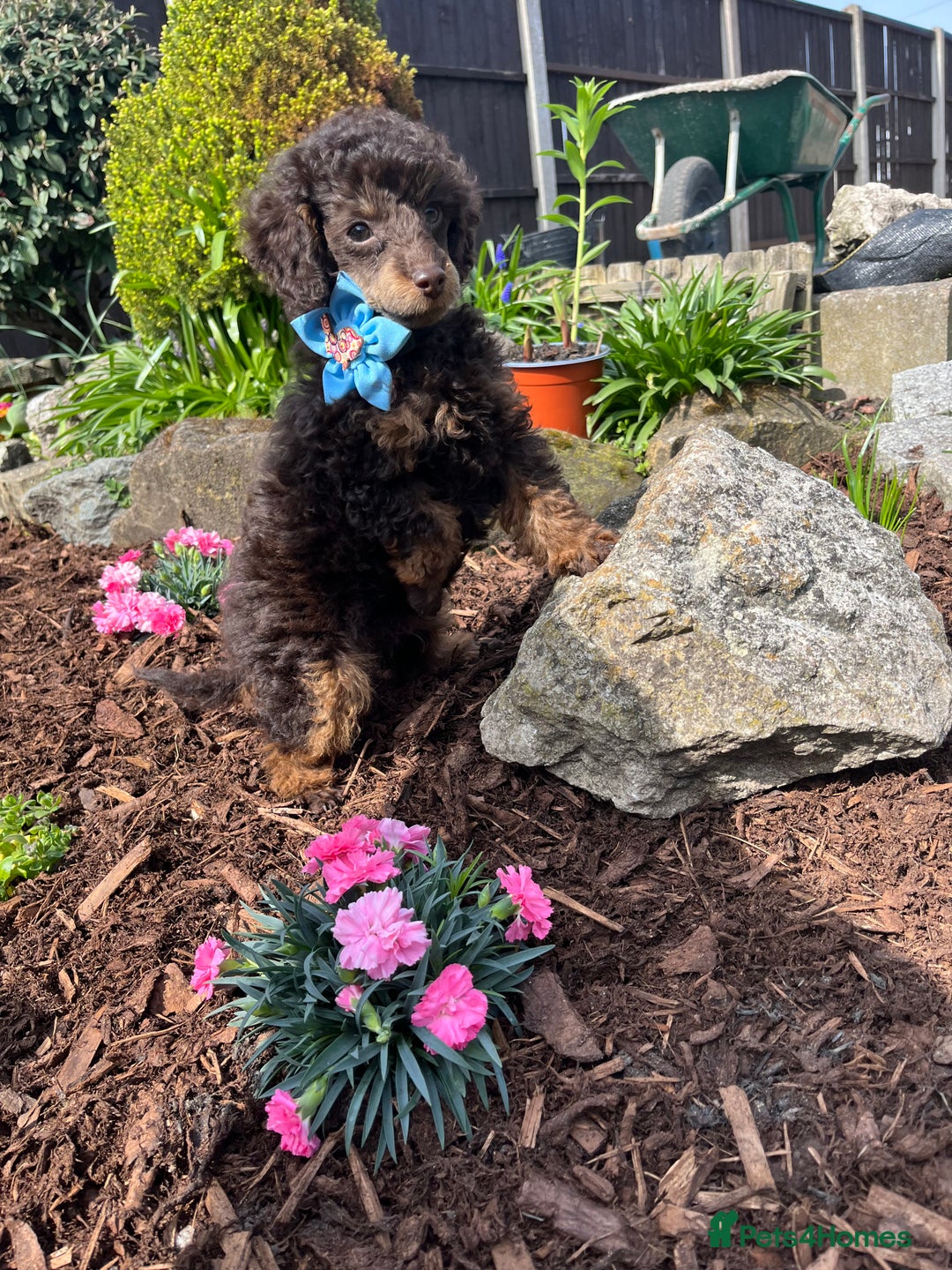 Miniature Poodle dogs for stud: KC TOY CHOCOLATE PHANTOM POODLE in Willenhall - Image 17