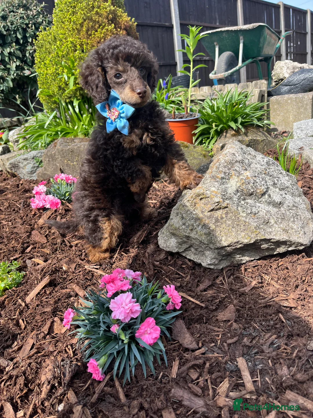 Miniature Poodle dogs for stud: KC TOY CHOCOLATE PHANTOM POODLE in Willenhall - Advert 17