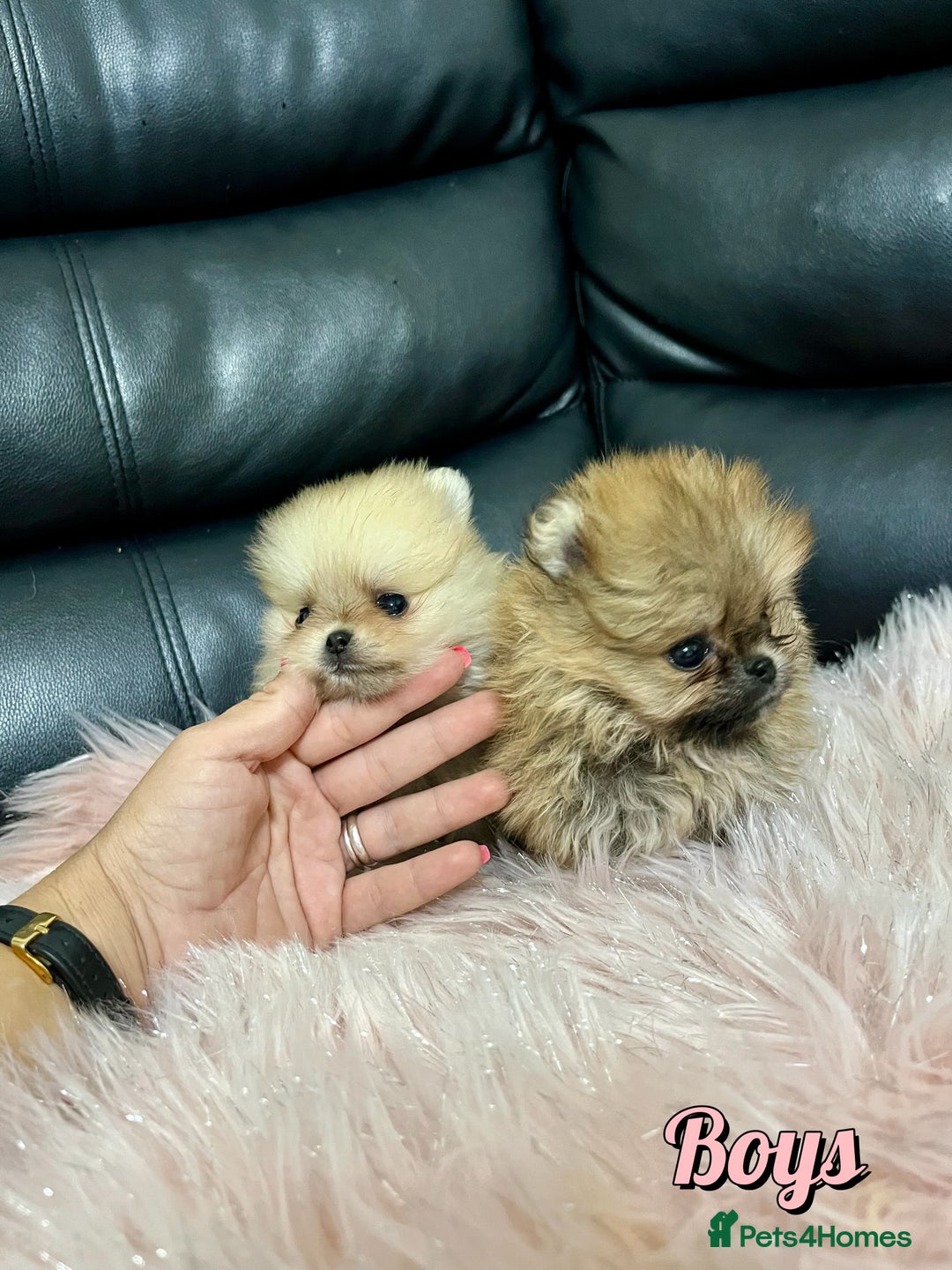 Pomeranian dogs for sale: 🔥Very Tiny🧸 Top Quality  - Image 4