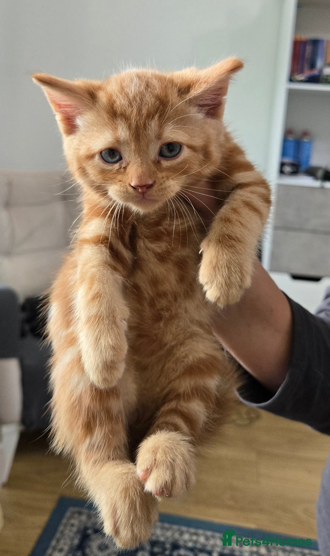 Mixed Breed cats for sale: Gorgeous Ginger Kittens 7 Weeks Old - Image 5