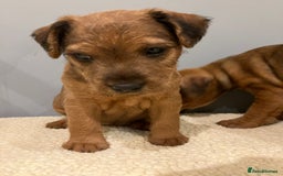 Lakeland Terrier dogs for sale: 5 Gorgeous Lakeland Terriers  - Image 13