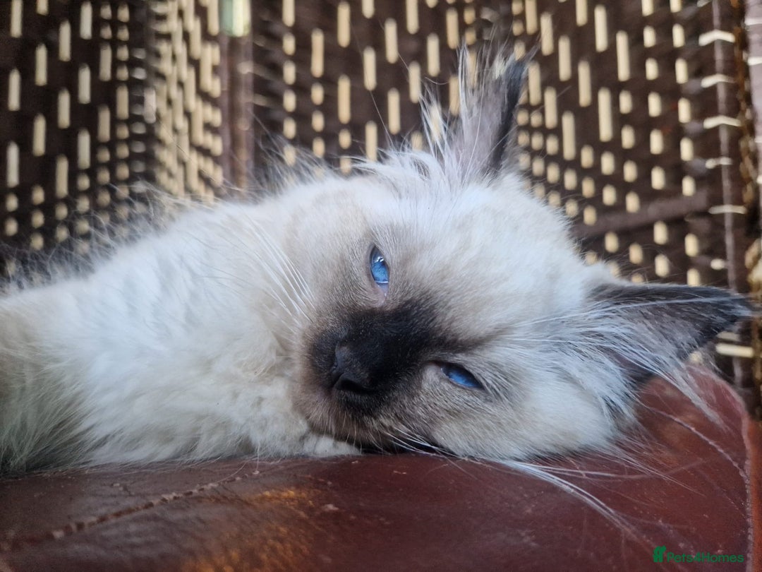 Ragdoll cats for sale: 1 Ragdoll girl left looking for a loving home  - Image 23
