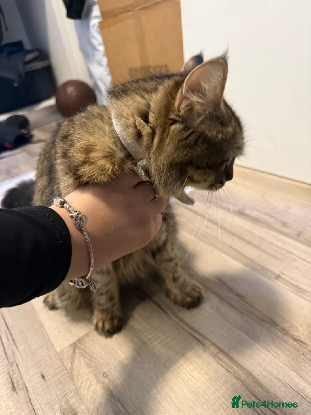 Mixed Breed cats for sale: Fluffy kittens looking for a loving home  in Oldham - Advert 9