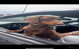 Miniature Dachshund dogs for stud: Miniature chocolate and tan(3.8kg)long carrier in Bridge of Weir - Image 5