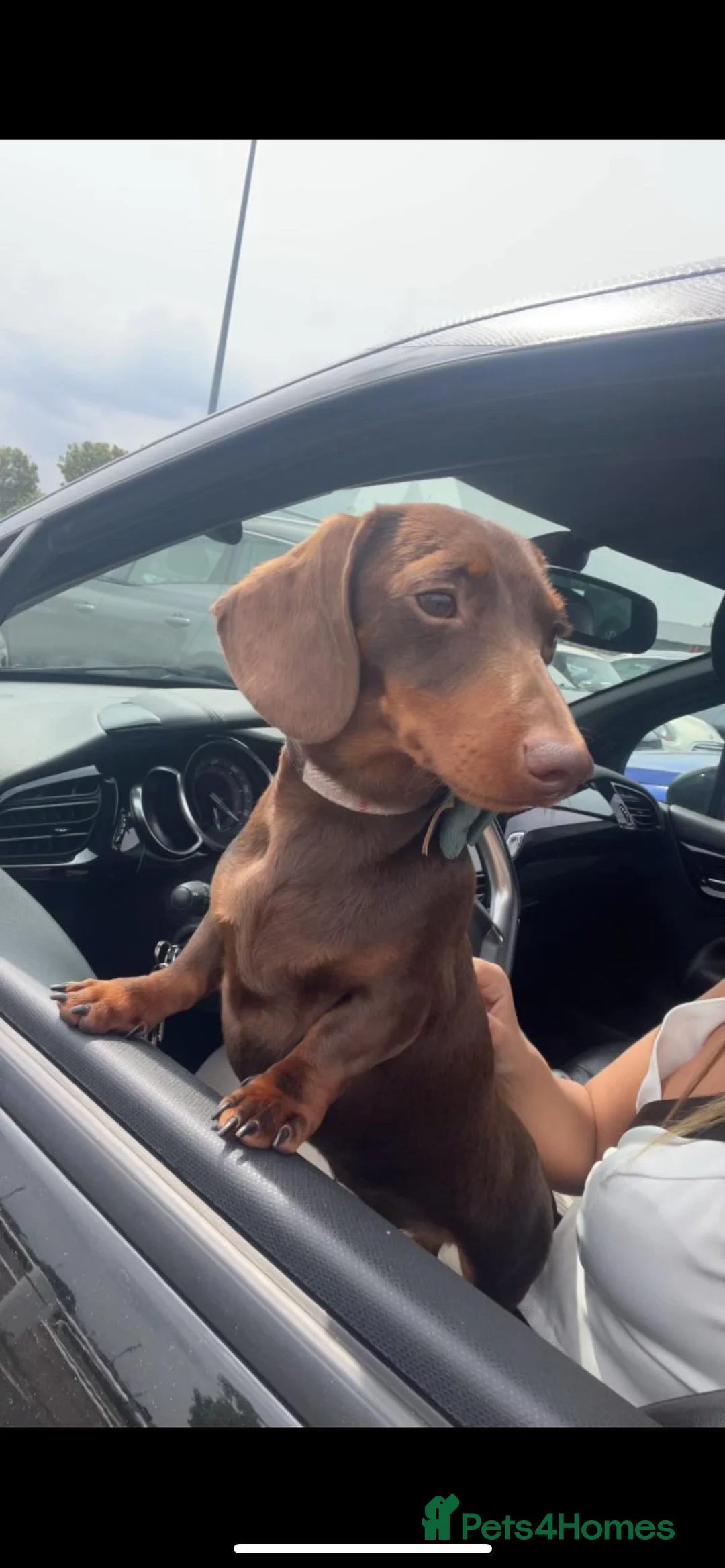 Miniature Dachshund dogs for stud: Miniature chocolate and tan(3.8kg)long carrier in Bridge of Weir - Advert 5