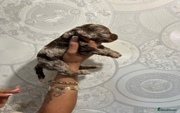 Cockapoo dogs for sale: Stunning litter of F1 Yankee doodles - Image 7