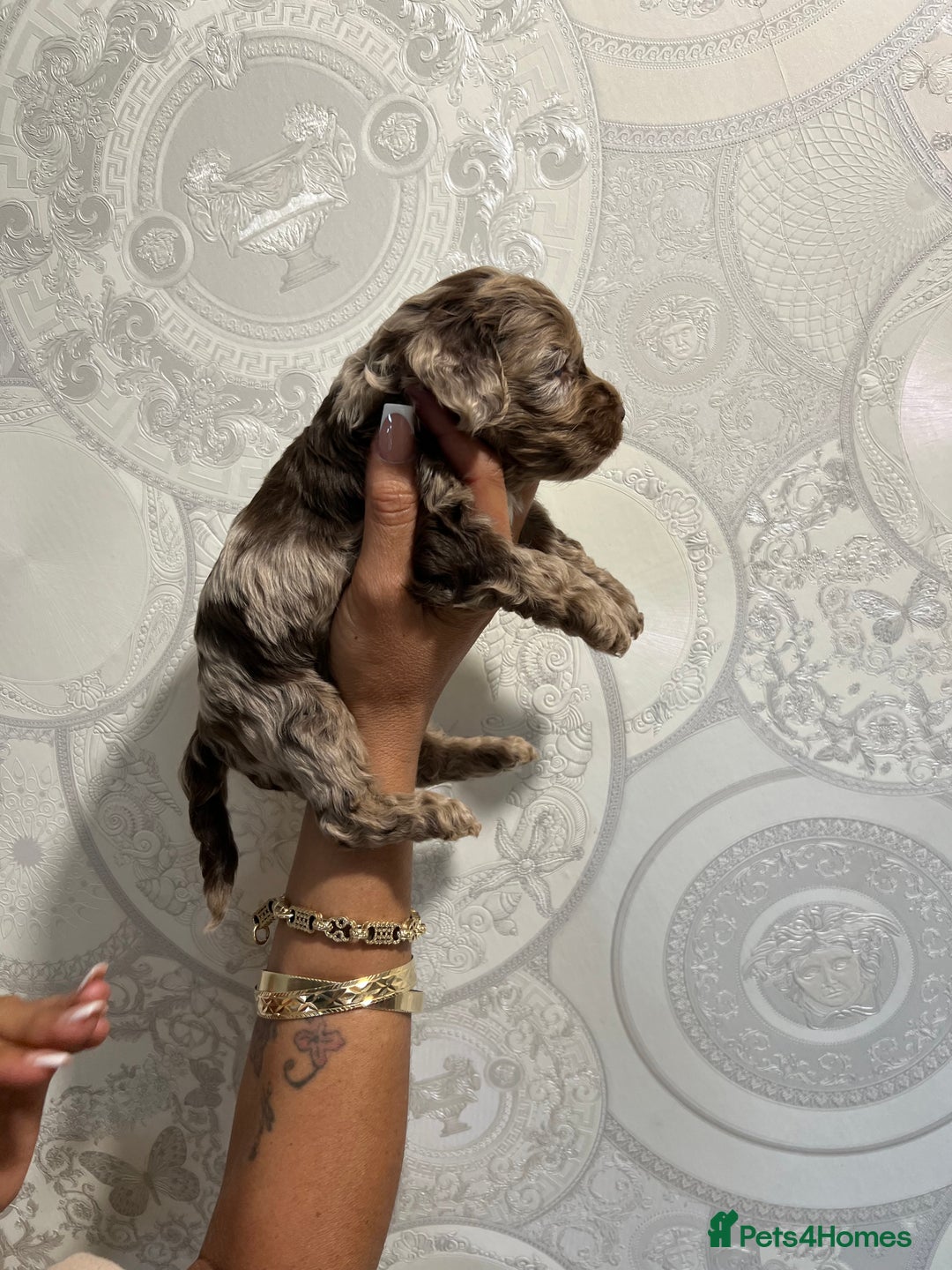 Cockapoo dogs for sale: Stunning litter of F1 Yankee doodles - Image 7