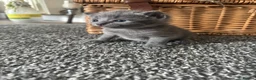 Mixed Breed cats for sale: 5 beautiful grey/blue kittens  - Advert 10