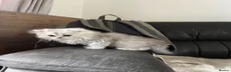 Persian cats for sale: Chinchilla Persians  - Advert 2