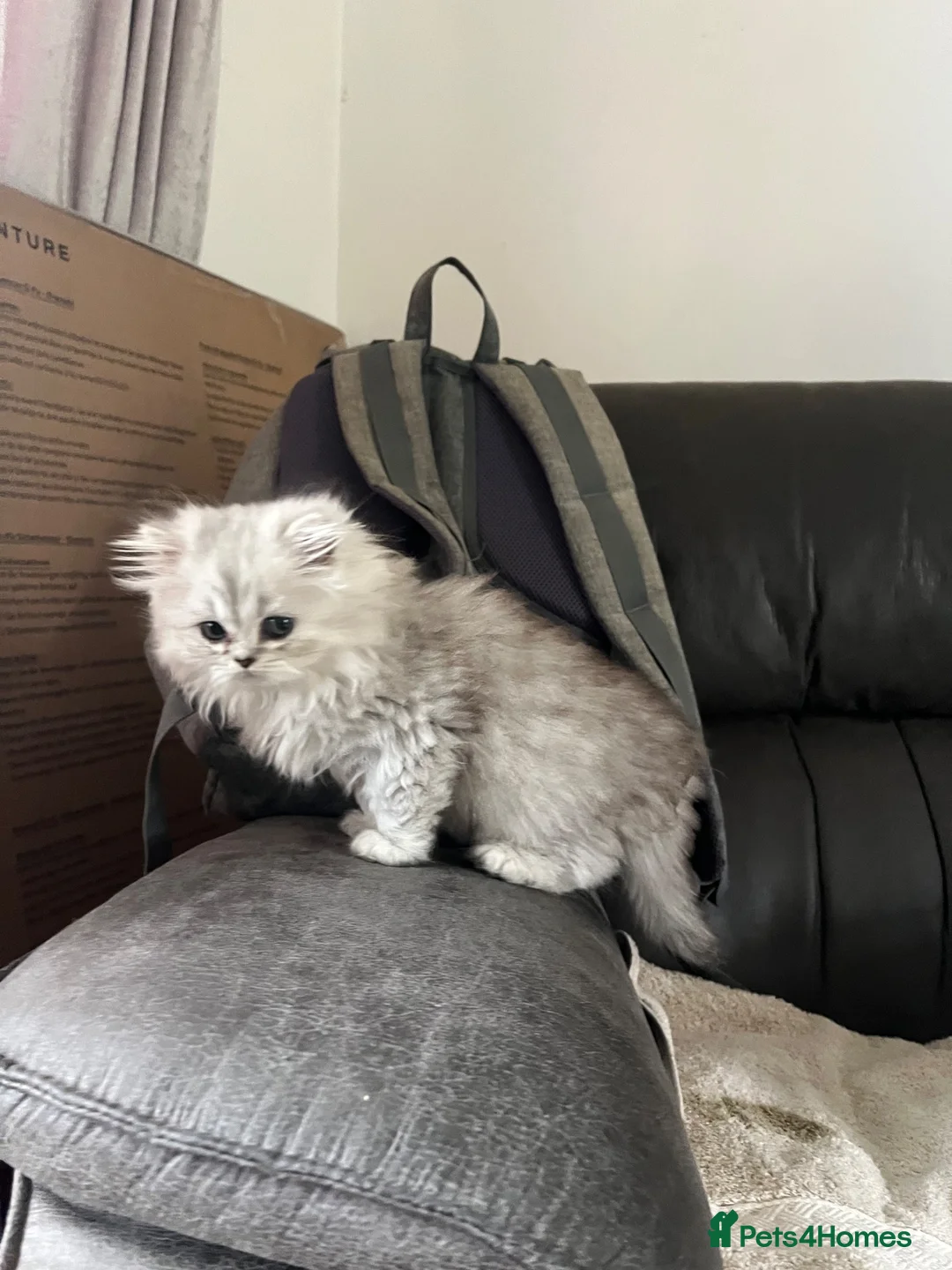 Persian cats for sale: Chinchilla Persians  - Advert 2