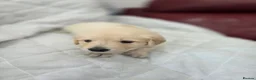 Golden Retriever dogs for sale: Golden retriever puppies in Cumnock - Advert 34