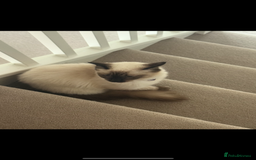 Ragdoll cats for sale: Beautiful ragdoll seeking forever home!  - Image 3