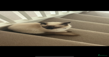Ragdoll cats - Advert 3