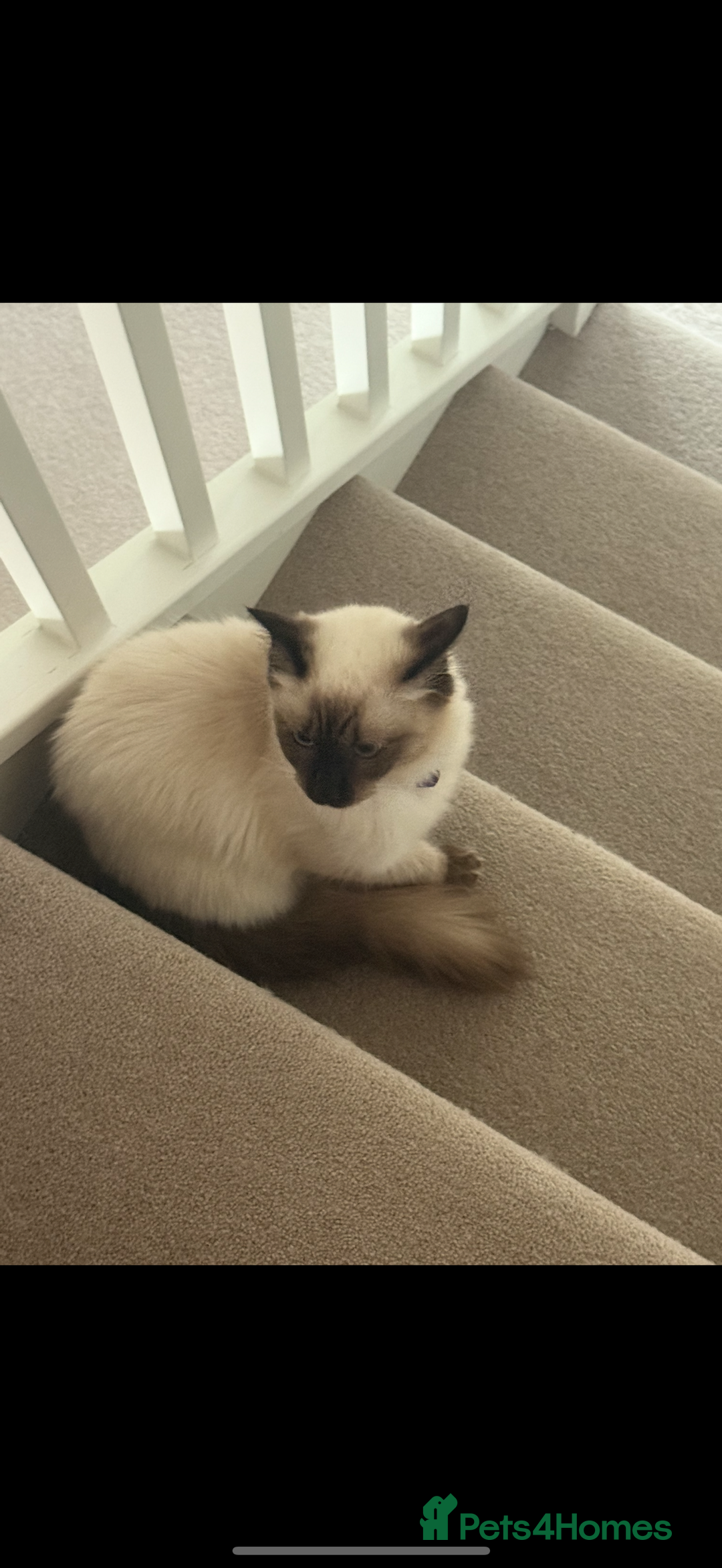 Ragdoll cats for sale: Beautiful ragdoll seeking forever home!  - Image 3