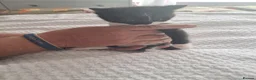 Bengal cats for sale: 3 bengel cross kittens in Shipley - Advert 2