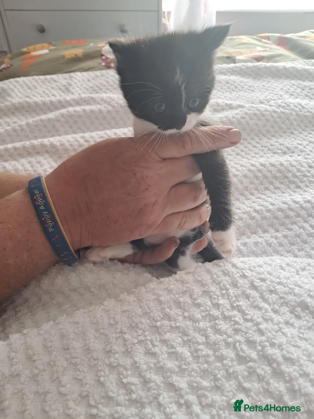 Bengal cats for sale: 3 bengel cross kittens in Shipley - Advert 2
