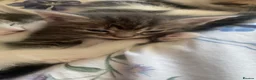 Bengal cats for sale: Bengal cross kittens ready now in Warrington - Advert 2