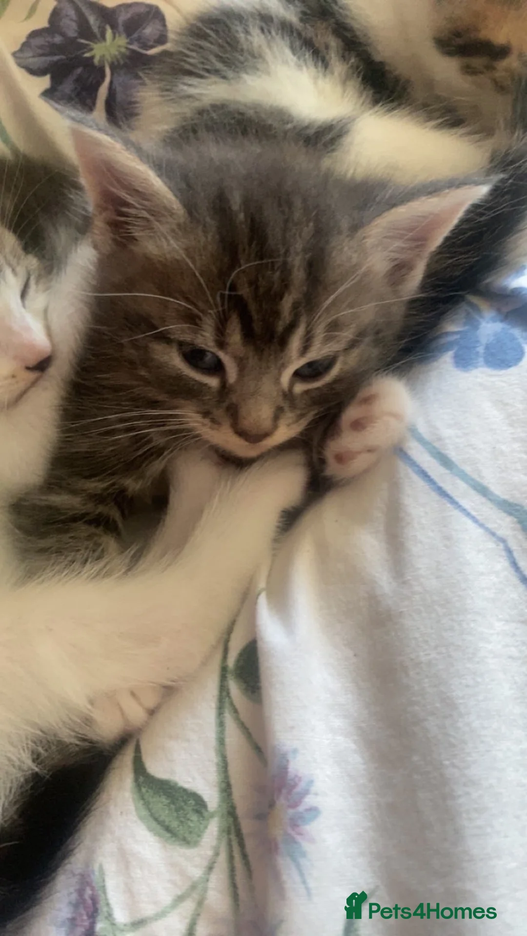 Bengal cats for sale: Bengal cross kittens ready now in Warrington - Advert 2